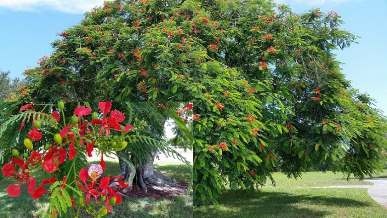 Royal Poinciana | Florida Nursery Mart