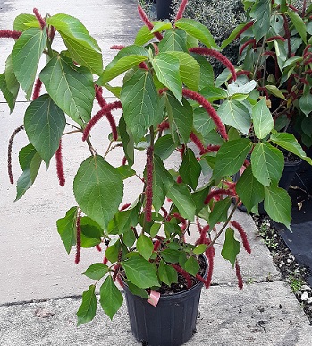 Chenille Bush (Acalypha hispida)