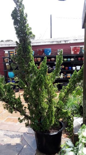 Juniper, Hollywood