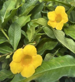Allamanda Bush