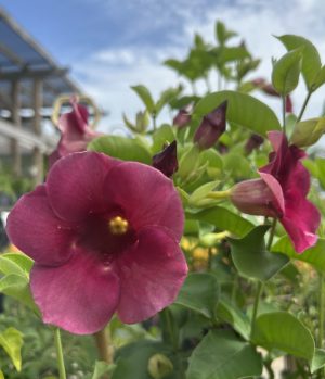 Allamanda Vine, Cherries Jubilee