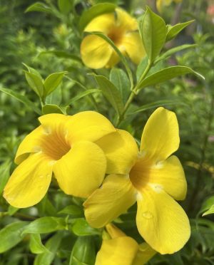 Allamanda Bush, Dwarf