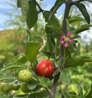 Barbados Cherry / Acerola