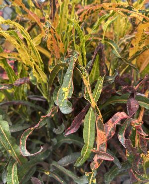 Croton, Dreadlock