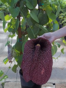 Giant Dutchmans Pipe (Aristolochia gigantea)