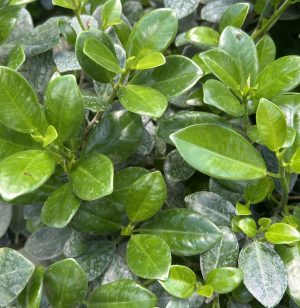 Green Island Ficus