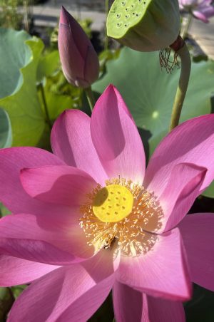 Water Lotus
