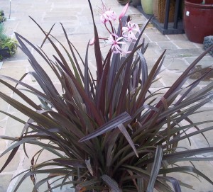 Menehune Lily (Crinum x menehune)