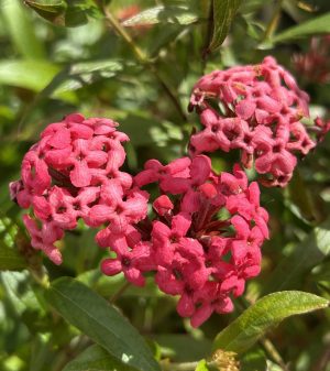 Panama Rose