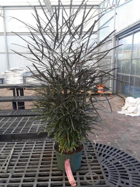 False Aralia (Schefflera elegantissima)