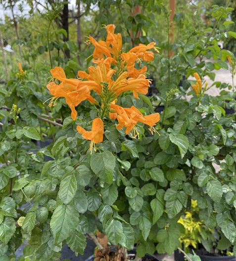 Orange Cape Honeysuckle Live Plant – Attracts Hummingbirds, Semi-Tropical, Starter Size