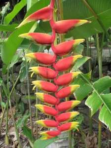 Heliconia, 'Lobster Claw'