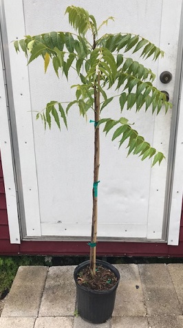 Neem Tree (Azadirachta indica)