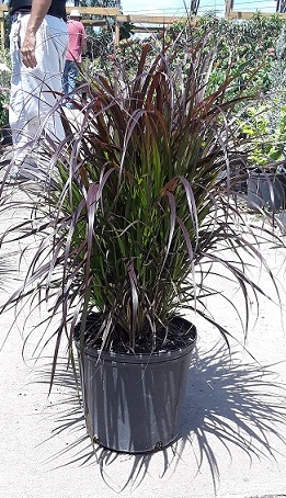 Fountain Grass, Red
