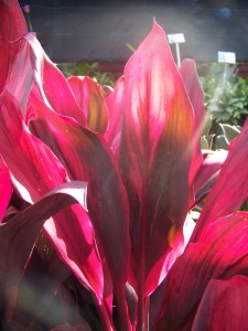 Xerox Ti (Cordyline terminalis 'Xerox')