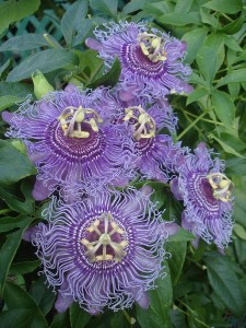 Passion Flower, Incense