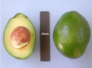 Monroe Avocado