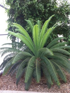 Giant Dioon (Dioon spinulosum)