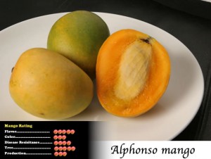 Alphonso Mango