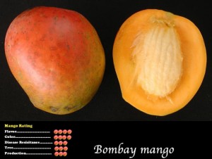 Bombay Mango (Mangifera indica 'Bombay')