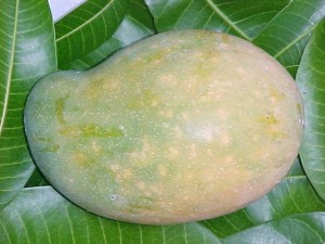 East Indian Mango