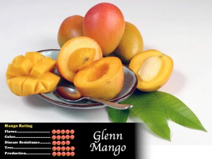 Glenn Mango