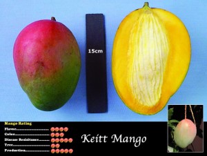 Keitt Mango (Mangifera indica 'Keitt')