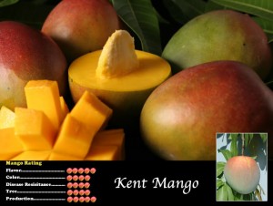 Kent Mango