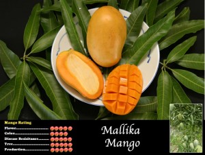 Mallika Mango