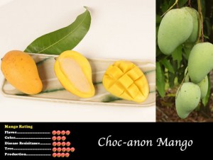 Miracle Mango (Mangifera indica 'Choc-anon')