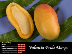 Valencia Pride Mango