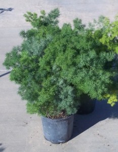 Ming Fern (Asparagus retrofractus)