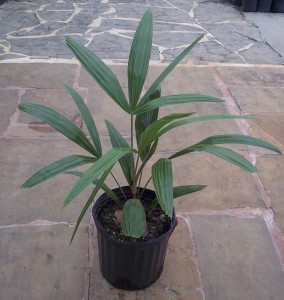 Needle Palm (Rhapidophyllum hystrix)