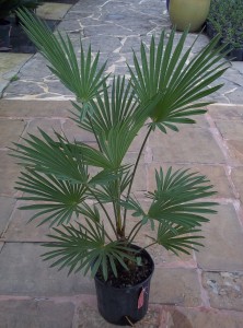 Wagner's Windmill Palm (Trachycarpus wagnerianus)