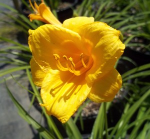 Day Lily (Hemerocallis 'Stella D'Oro')