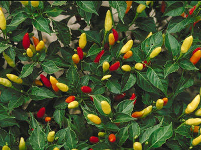 Tabasco Peppers (Capsicum frutescens)