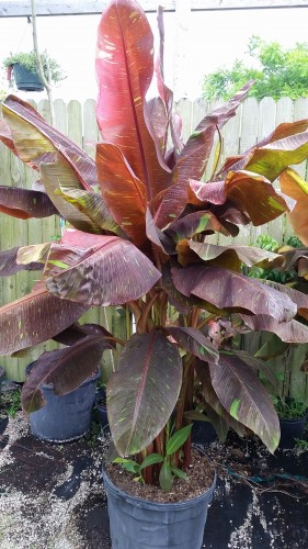 Siam Ruby Banana (Musa 'Siam Ruby')
