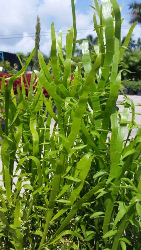Ribbon Plant (Homalocladium platycladum)