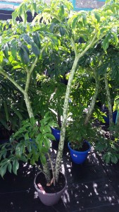 Amorphophallus (Amorphophallus paeoniifolius)