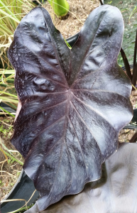 Black Coral Colocasia (Colocasia esculenta 'Black Coral')