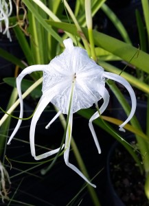 Spider Lily (Hymenocallis latifolia)