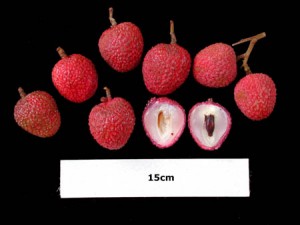 Hak Ip Lychee (Litchi chinensis 'Hak Ip')
