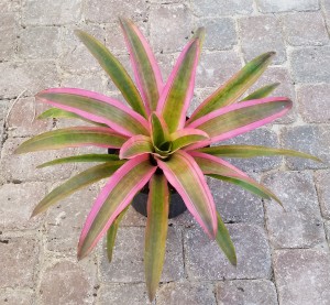 Mend Bromeliad (Aechmea 'Mend')
