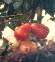 Malay Apple
