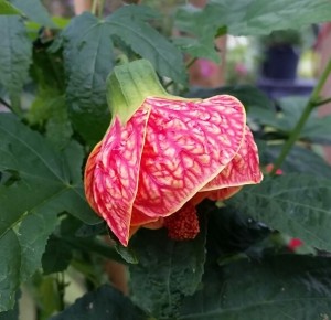 Red Vein Indian Mallow (Abutilon striatum 'Red Vein Indian Mallow')