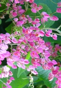 Coral Vine (Antigonon leptopus)