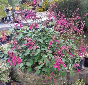 Wendy's Wish Salvia (Salvia x 'Wendy's Wish')