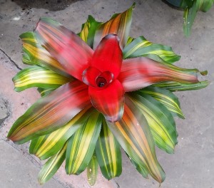 Bromeliad 'Freddie' (Neoregelia 'Freddie')