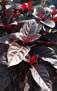 Black Varnish Plant (Pseuderanthemum atropurpureum 'Rubrum')