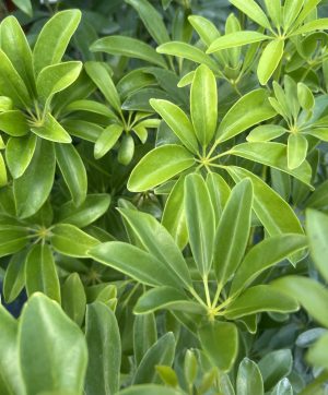 Green Schefflera